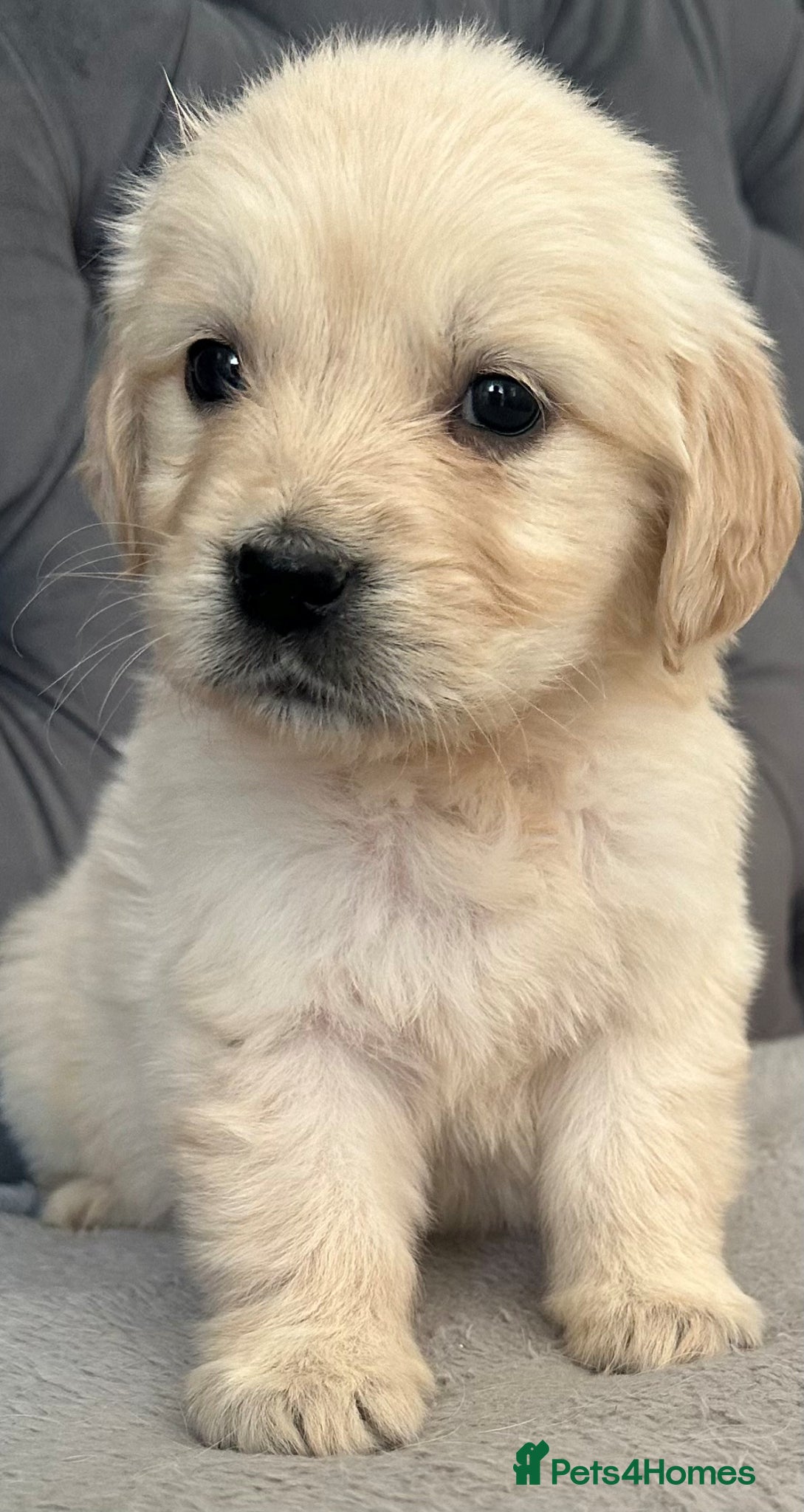 Golden Retriever dogs Beautiful, DNA tested - Golden Retriever Puppies  - Advert 1