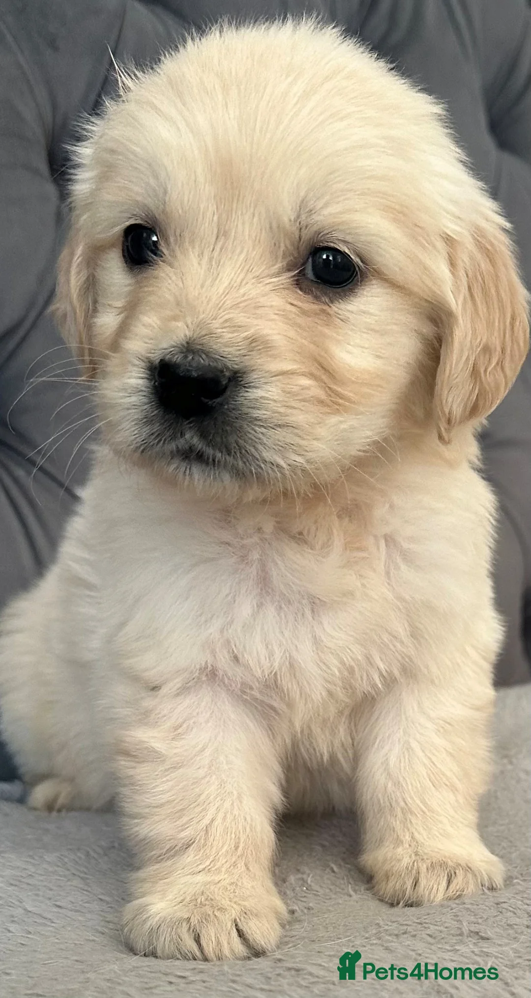 Golden Retriever dogs for sale: Beautiful, DNA tested - Golden Retriever Puppies  - Advert 1