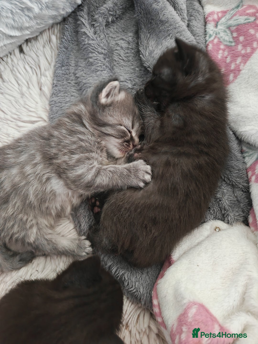 Russian Blue cats for sale: Stunning Russian blue kittens  - Advert 2