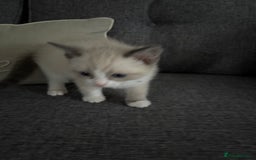 Ragdoll cats for sale: Part bred ragdolls  - Image 3