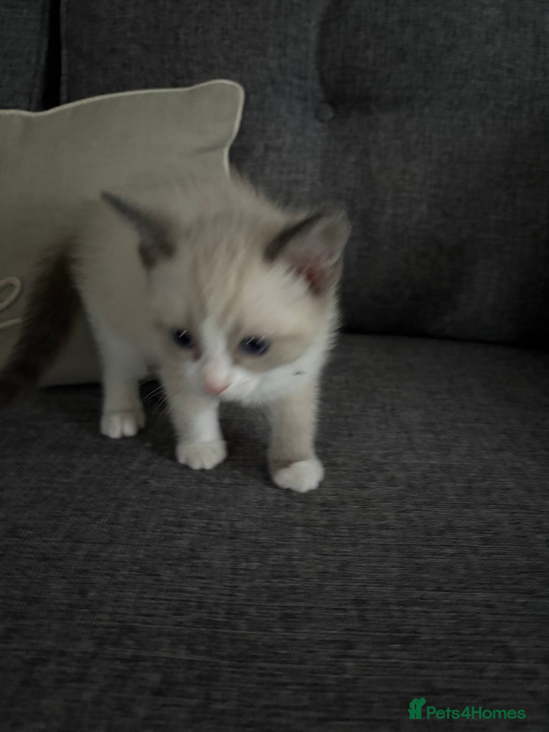 Ragdoll cats for sale: Part bred ragdolls  - Image 3
