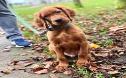 Irish Setter dogs for stud: WELL PROVEN Irish Setter for Stud in Carlisle - Image 9