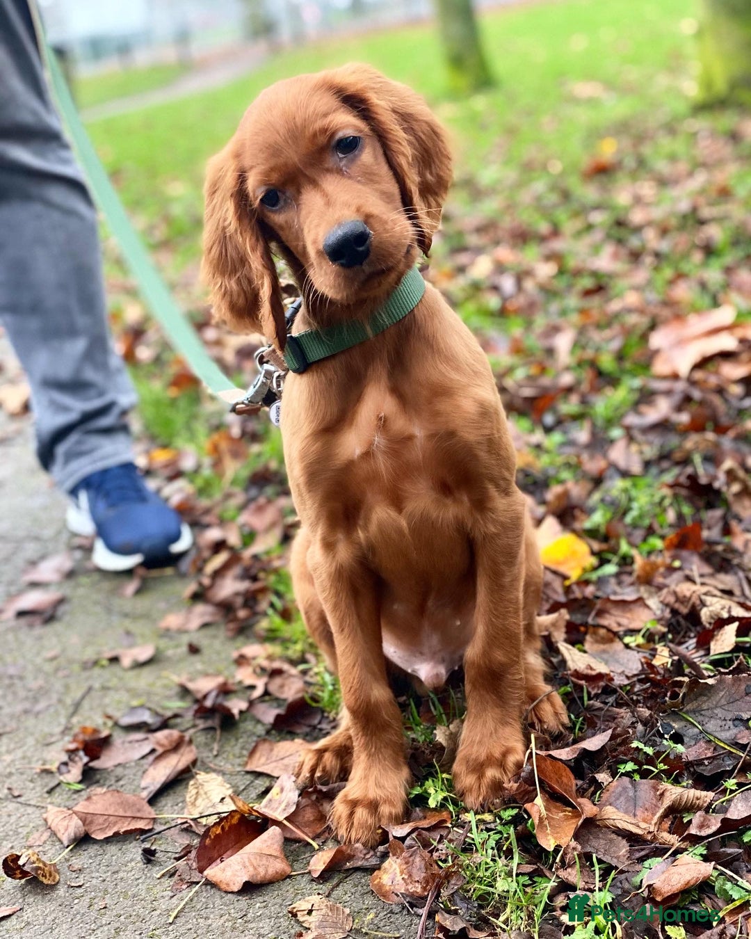 Irish Setter dogs for stud: WELL PROVEN Irish Setter for Stud in Carlisle - Image 9