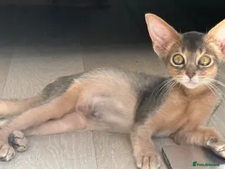 Abyssinian cats Gorgeous kittens from champion parents 😽 - Advert 3