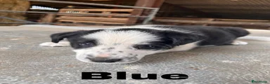 Border Collie 5