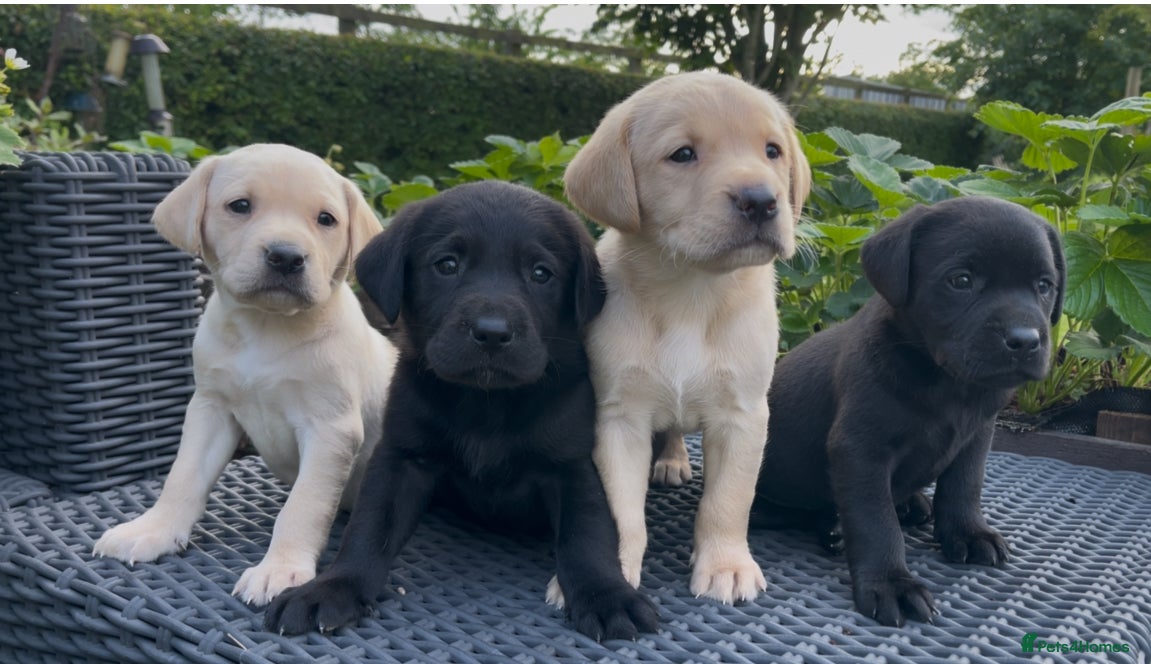 Labrador Retriever dogs KC Reg Labrador Retriever Puppies Health Tested - Advert 2