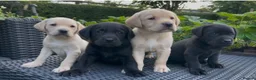 Labrador Retriever dogs for sale: KC Reg Labrador Retriever Puppies Health Tested - Advert 4