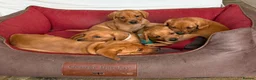 Mixed Breed dogs for sale: Fox Red Vizsaldors in Billingshurst - Advert 3