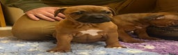 Staffordshire Bull Terrier dogs for sale: 7 Red Staffordshire Bull Terrier pups  - Advert 24