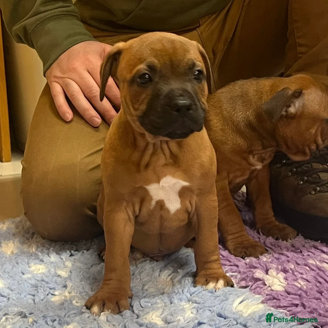 Staffordshire Bull Terrier dogs for sale: 7 Red Staffordshire Bull Terrier pups  - Advert 24