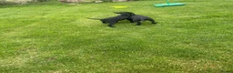 Labrador Retriever dogs for sale: Labrador pups  - Advert 10