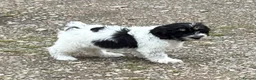Polish Lowland Sheepdog dogs for sale:  Polish Lowland Sheepdog puppy girl available. - Advert 3
