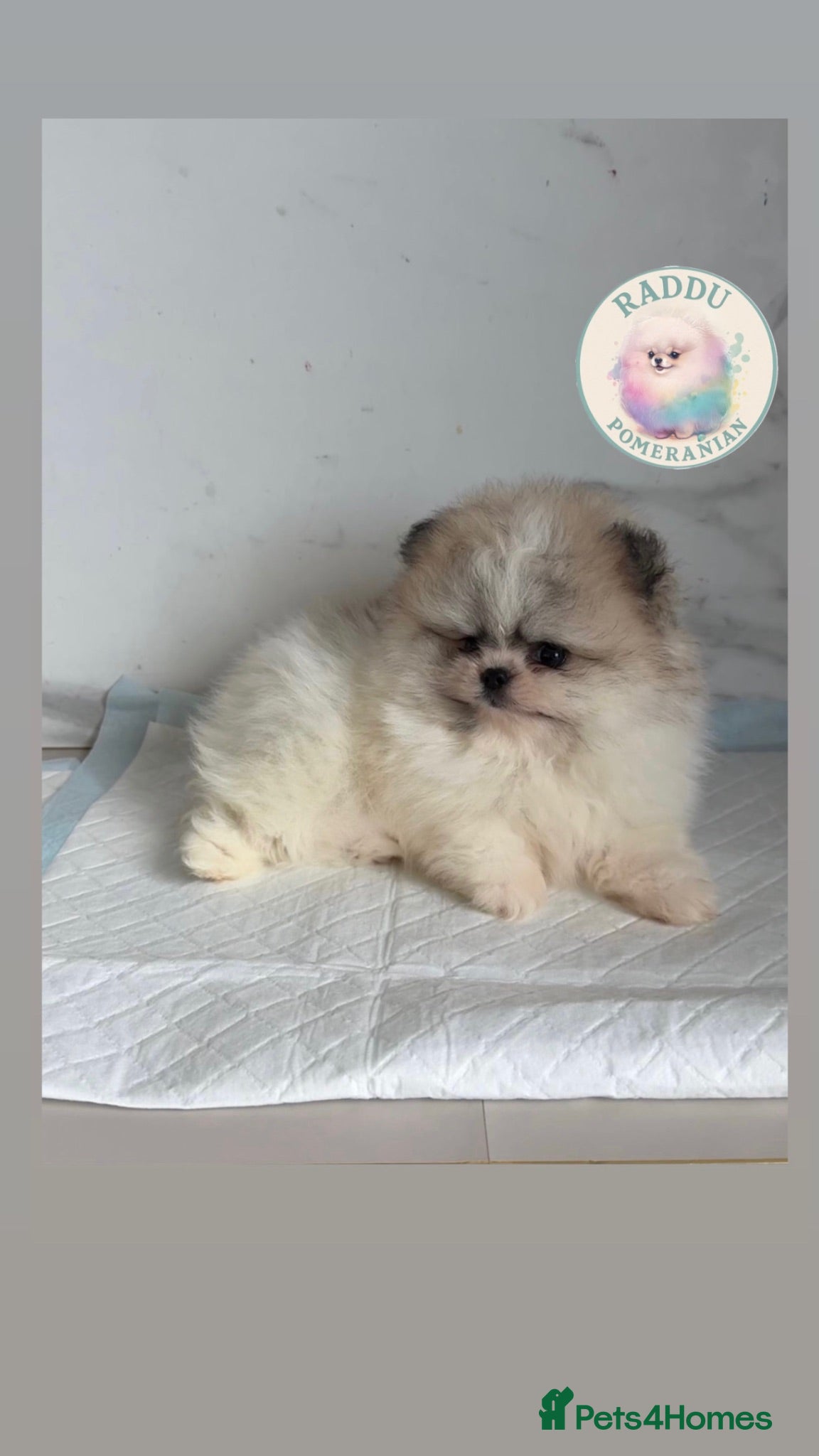 Pomeranian dogs Ready now 🧸 champion line🥇Koreanian line  - Advert 1