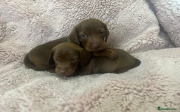 Miniature Dachshund dogs for sale: Miniature dachshund puppies - Advert 4
