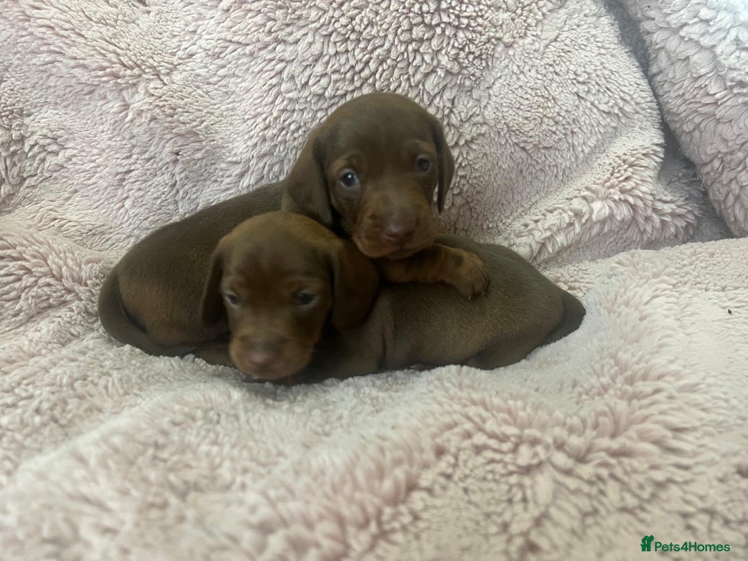 Miniature Dachshund dogs for sale: Miniature dachshund puppies - Advert 4