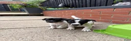 Jack Russell dogs for sale: 3 beautiful Jack Russell girls - Advert 30