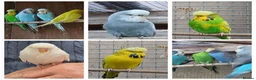 Budgerigars birds for sale: BUDGIES - various colours, various ages. - Advert 1