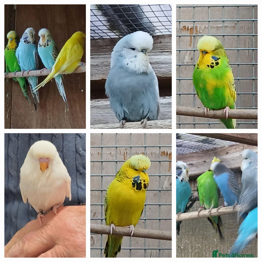 Budgerigars birds for sale: BUDGIES - various colours, various ages. - Advert 1