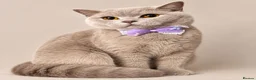 British Shorthair cats for sale: Grand Champion Line British Shorthair Kittens - Advert 8