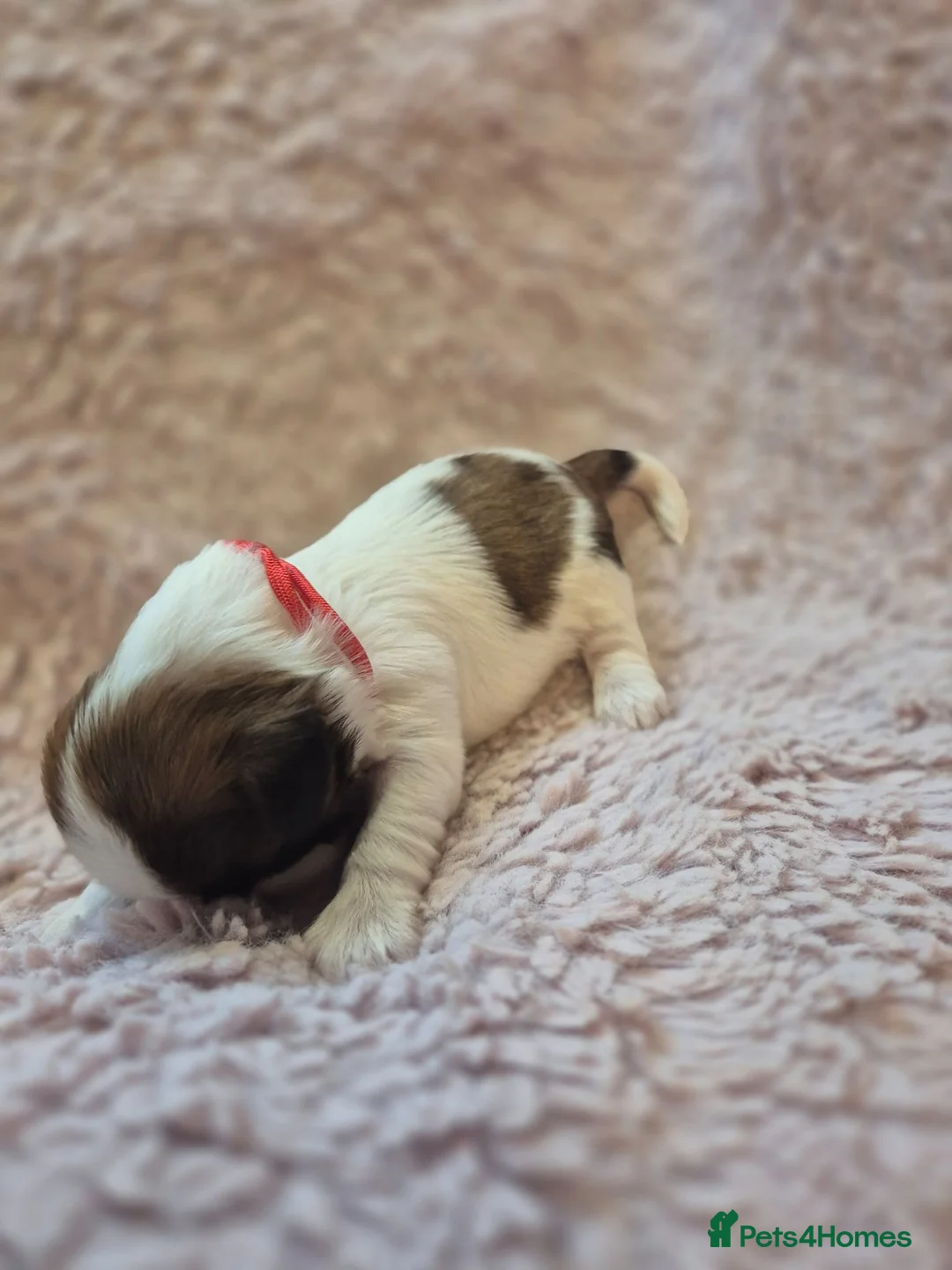 Lhasa Apso dogs for sale: LHASA APSO KC PUPPIES 1 girl left  - Advert 2