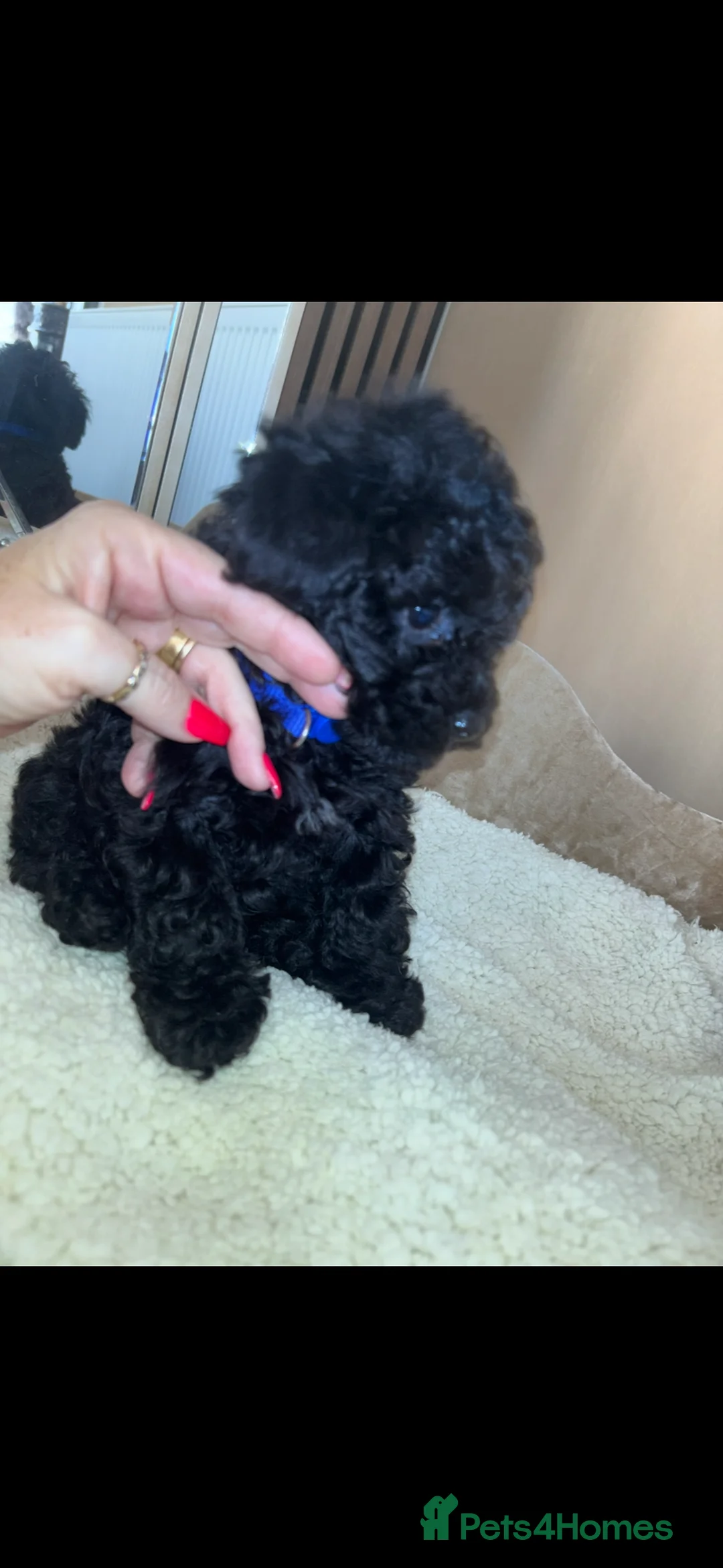 Toy Poodle dogs for sale: Two beautiful little poochons  - Advert 3