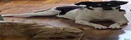Mixed Breed dogs for adoption: Stella ⭐️ in Ely - Advert 5