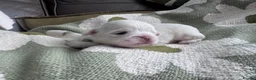 Shih Tzu dogs for sale: Mini Colourful Litter of Shihtzu  - Advert 5