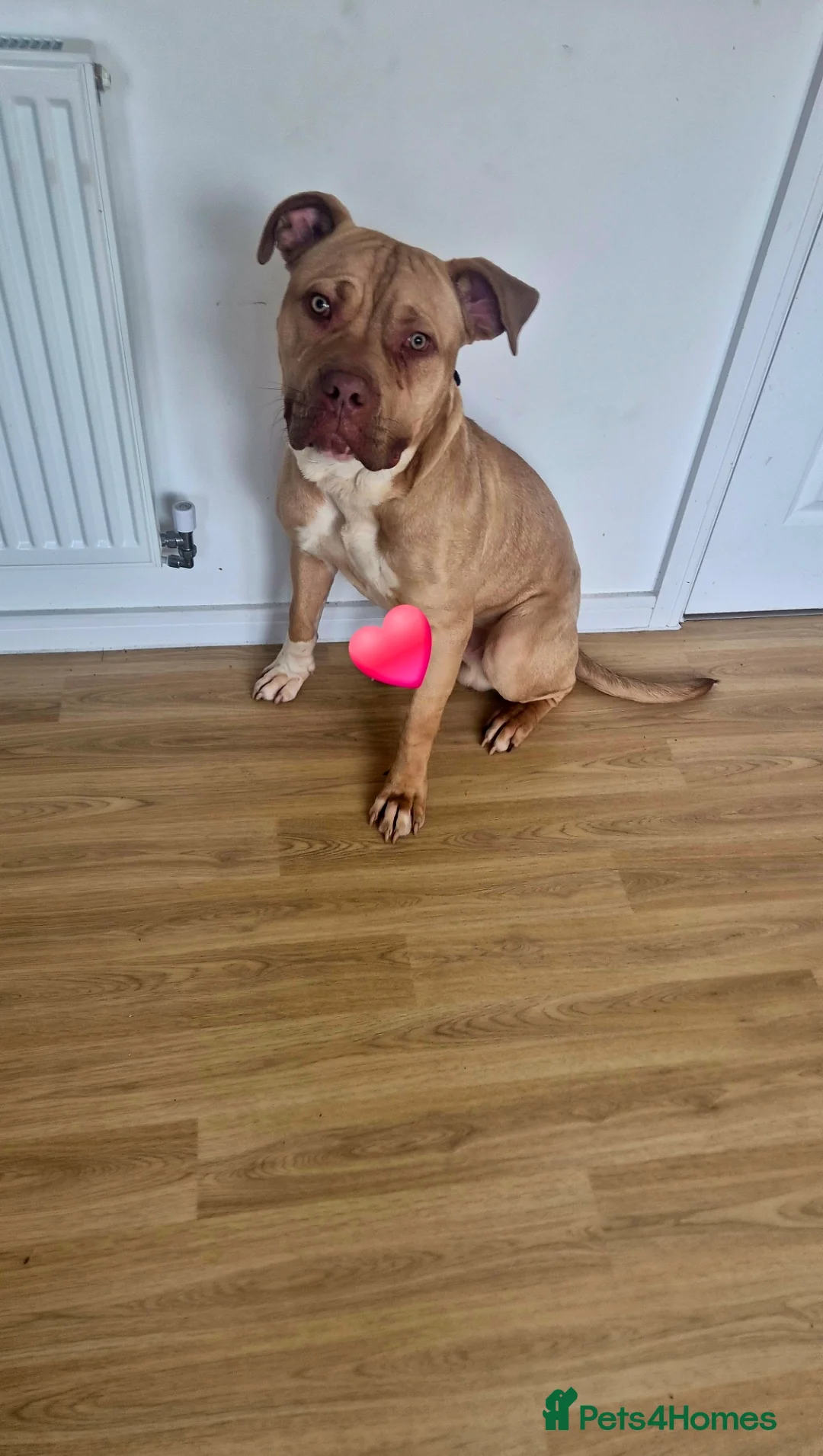 Mixed Breed dogs for sale: Konan in Dunstable - Advert 1