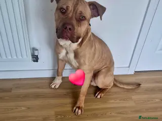 Mixed Breed dogs Konan - Advert 2