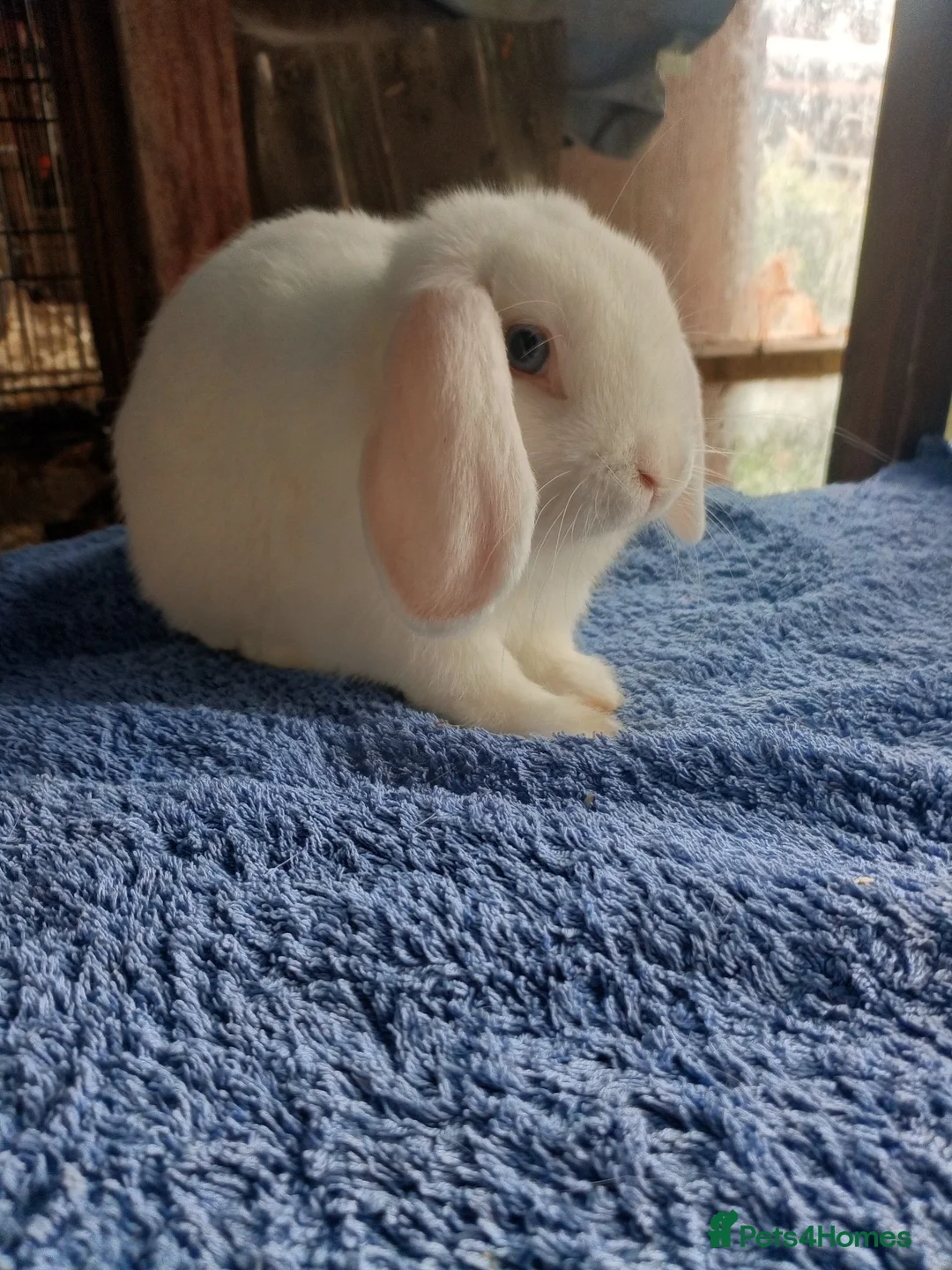 Mini Lop rabbits for sale: Beautiful boys 4 white 1 champagne  in Wirral - Advert 8