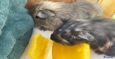 Guinea Pig rodents - Advert 4