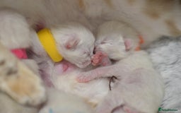 Siamese cats for sale: 🧬F1 BENAMESE KITTENS🧬 1 MALE LEFT - Image 17