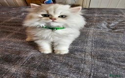 British Longhair cats for sale: Purebred British Longhair Boys-WCF Pedigree - Image 16