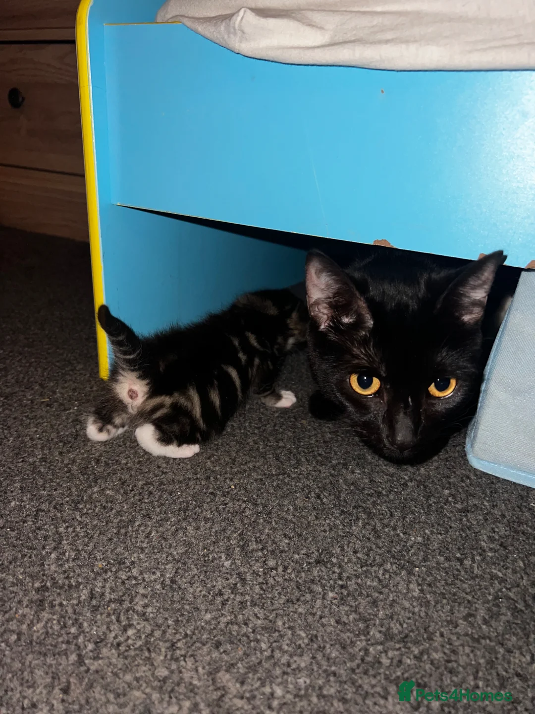 Mixed Breed cats for sale: Beautiful Bengal x domestic kitten  - Advert 8