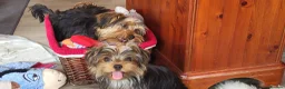 Yorkshire Terrier dogs for sale: Stunning Yorkshire Terrier puppies.  - Advert 2