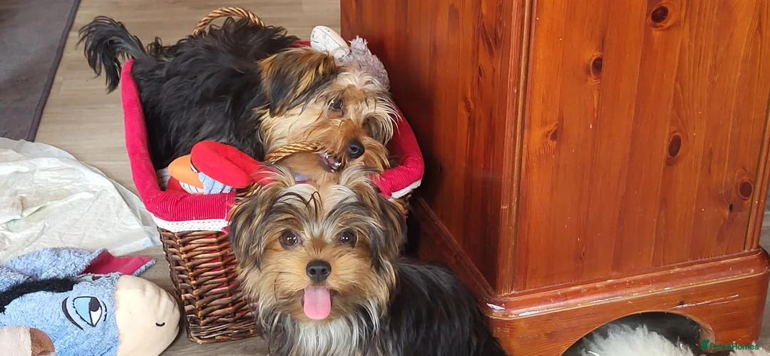 Yorkshire Terrier dogs for sale: Stunning Yorkshire Terrier puppies.  - Advert 2