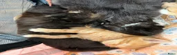 Mixed Breed cats for sale: Beautiful Mixed Breed Kitties 🐾 - Advert 2