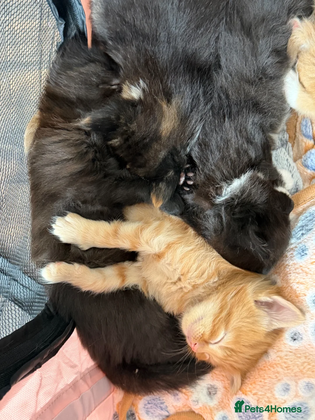 Mixed Breed cats for sale: Beautiful Mixed Breed Kitties 🐾 - Advert 2