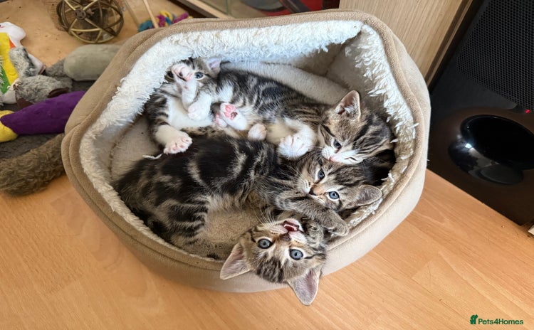Domestic Shorthair cats - Advert 4