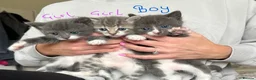 Mixed Breed cats for sale: Kittens  - Advert 1