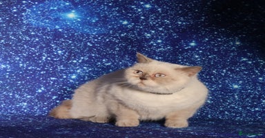 British Shorthair cats - Advert 4
