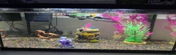Angelfish fish for sale: 2 tropical angelfish including tank and items - Advert 2