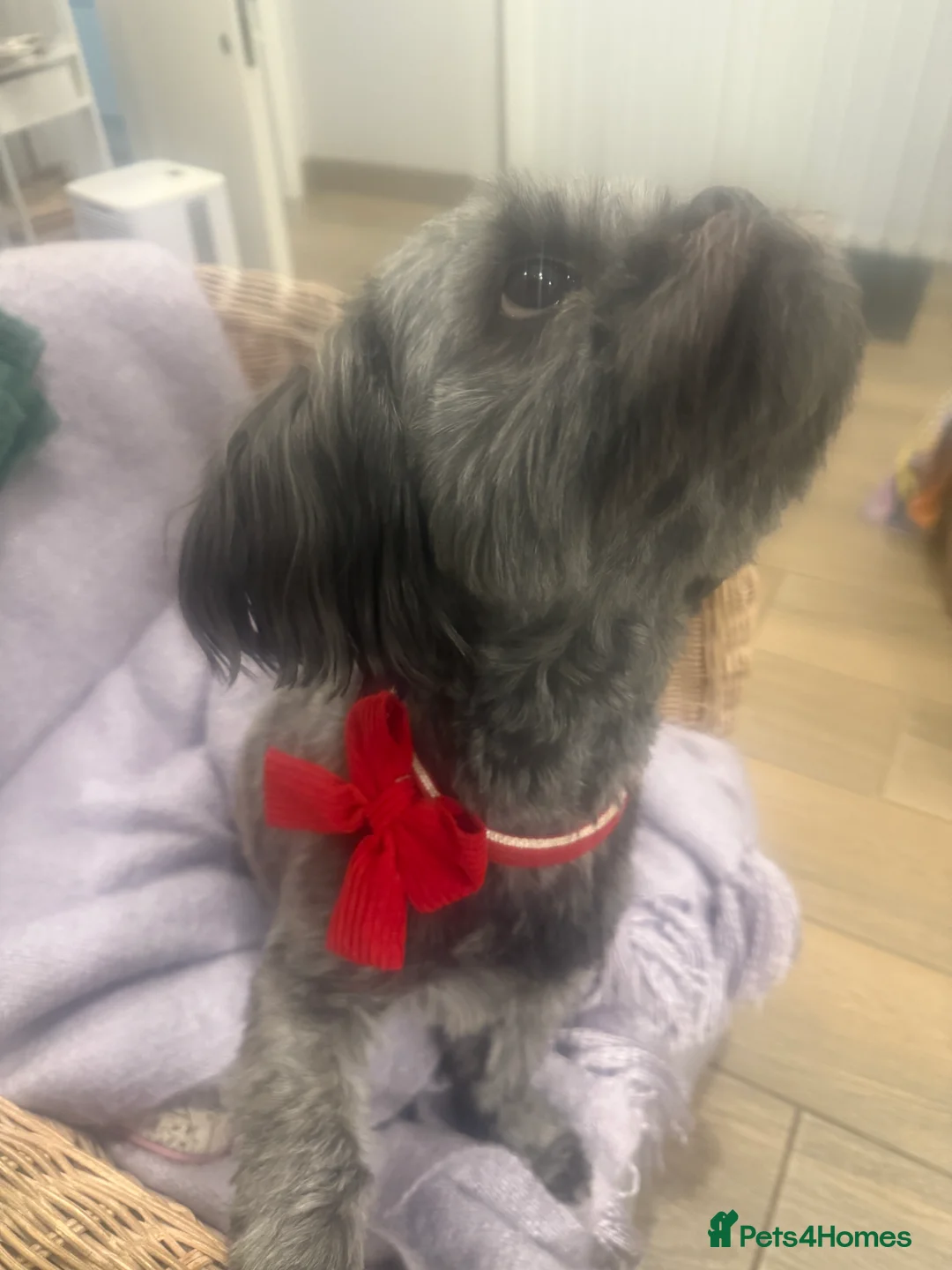 Shih Tzu dogs for sale: Female shihtzu for rehome - Advert 3