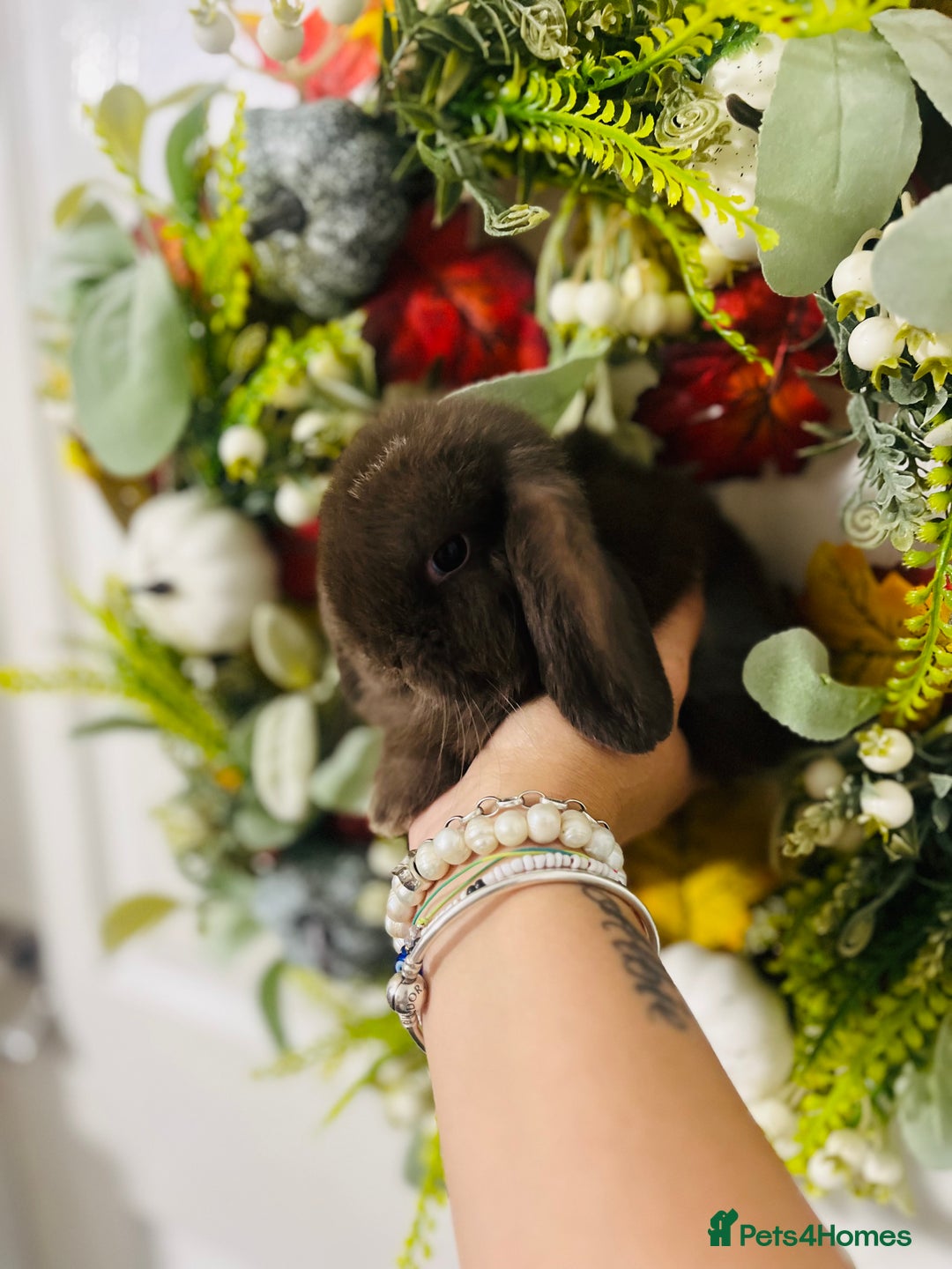 Mini Lop rabbits for sale: 🐰pure bred Miniature Lop 🐰 - Advert 16