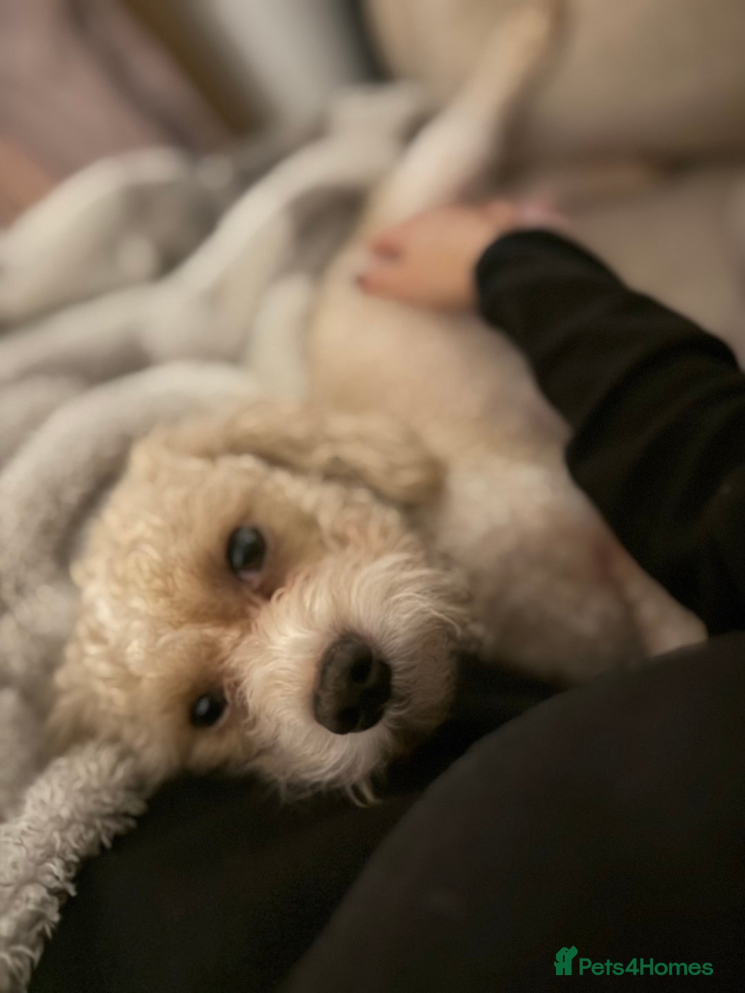 Cavapoochon dogs for sale: Toy cavapoochons  - Advert 5