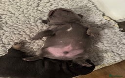 French Bulldog dogs for sale: Exclusive French Bulldog Puppies - Image 7