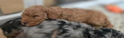 Cockapoo dogs for sale: 1 F1BB Health Tested Toy Cockapoo Left!  - Advert 6