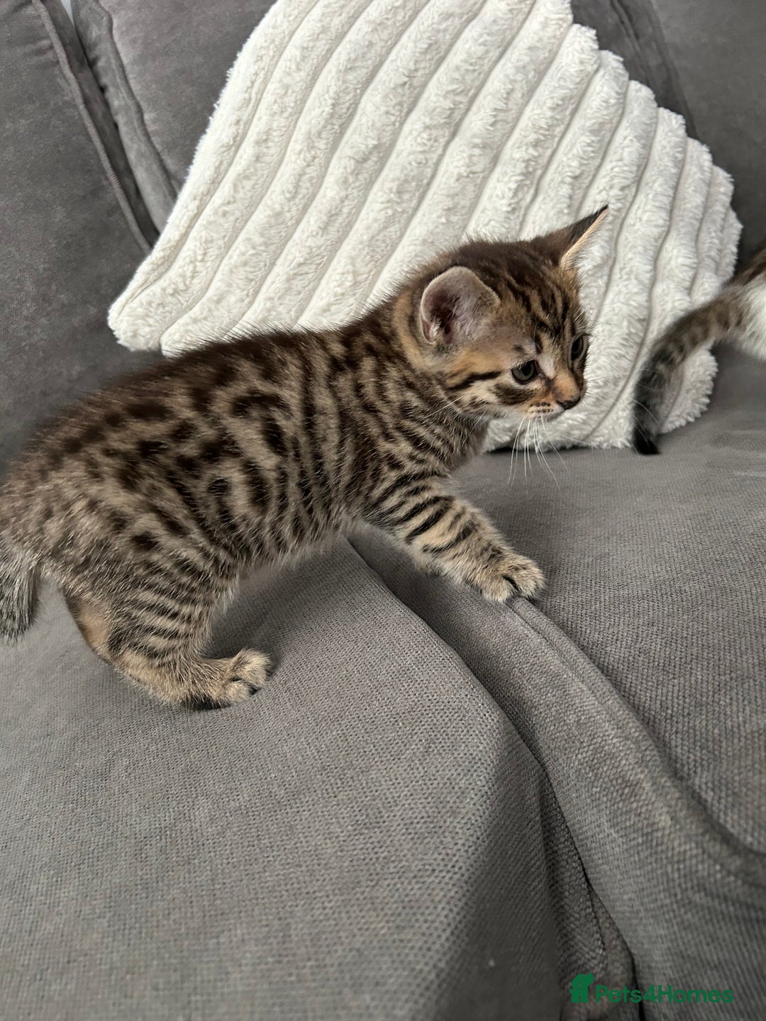Mixed Breed cats for sale: 2 beautiful male kittens ready to go! - Image 8
