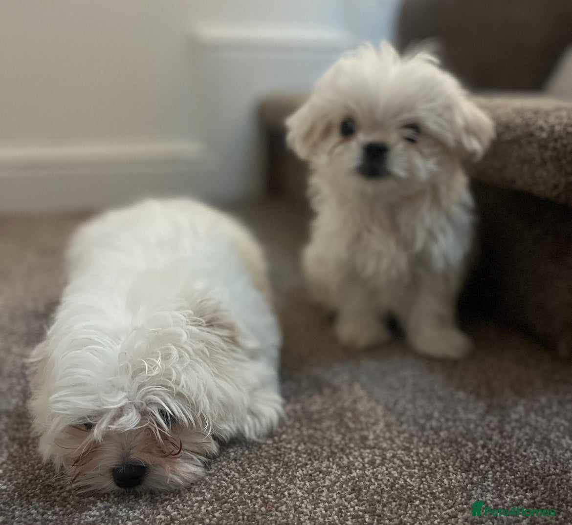 Maltese dogs Meet Your Little Heart Melters ❄️ - Advert 13