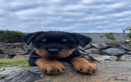 Rottweiler dogs for sale: Pure Bred Rottweilers Boys and Girls Available - Image 4
